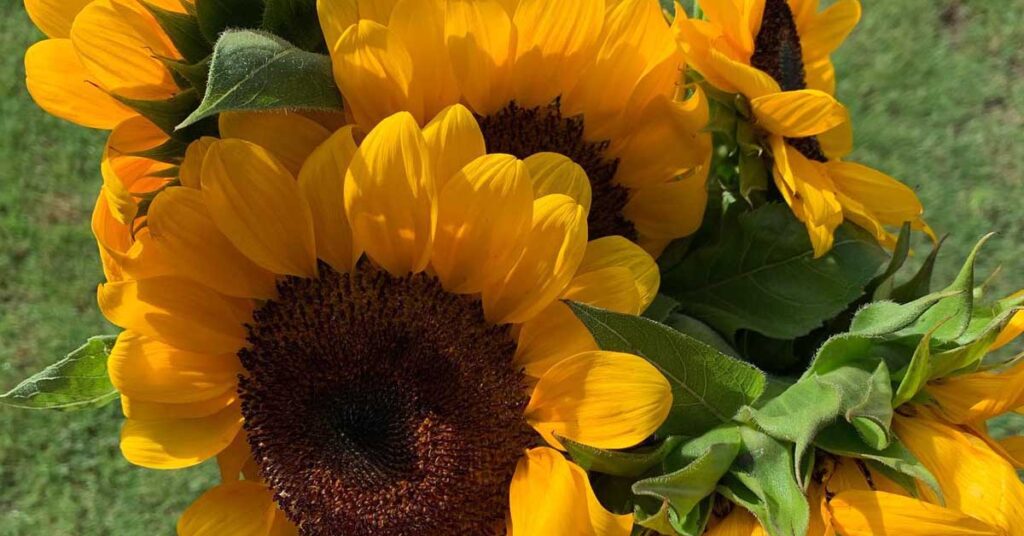sunflowers not all stress is bad, Jamie Falcon Wellness